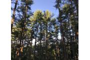 Photo: LAKE GEORGE BATTLEGROUND