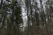 Photo: MEADOWBROOK PUBLIC CAMPGROUND